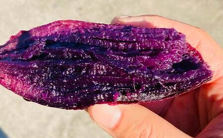 ＜2026年秋収穫分 先行予約＞ 栽培期間中、農薬・化学肥料不使用 もちもち甘～い『ふくむらさき』1kg（3～5本） さつまいも サツマイモ F3S-2616