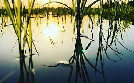 定期便 全3回 極みのササニシキ（精米）5kg 米 お米 おこめ ふるさと納税 山形県 新庄市 F3S-2428