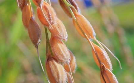 【先行予約】 令和7年産 極みのはえぬき5kg 米 お米 おこめ ふるさと納税 山形県 新庄市 F3S-2432