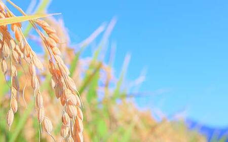 令和7年産 漢方栽培 十四代目のササニシキ 3kg 米 お米 おこめ 山形県 新庄市 F3S-2405