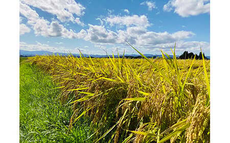 【令和7年産】米食味鑑定士厳選 新庄産米「あきたこまち」（精米） 5kg 米 お米 おこめ 山形県 新庄市 F3S-2561