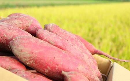 ＜2026年秋収穫分 先行予約＞ 自然が育む『あまはづき』1kg さつまいも サツマイモ 芋 F3S-2643