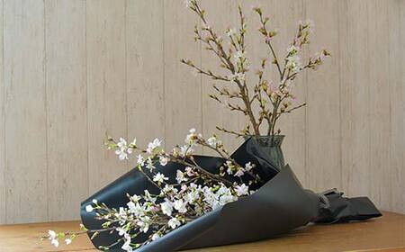 【一足早い春を、雪国新庄から】山形県新庄市産 啓翁桜 切り花（10本程度） F3S-2690