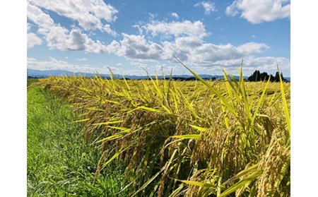 【令和7年産】 米食味鑑定士厳選 新庄産米「つや姫」2kg「雪若丸」2kgセット 米 お米 おこめ 山形県 新庄市 F3S-2587
