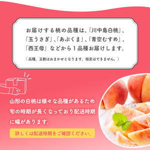令和8年産 先行予約 有機質肥料栽培 白桃 3kg（8～13玉） 秀品 品種おまかせ 山形県産 【2026年8月下旬頃～9月下旬頃発送予定】　016-B-AF024