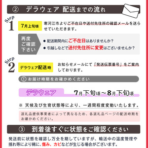 【先行予約】 令和8年産 ぶどう「デラウェア」2kg 種なし 秀品 L~2Lサイズ 2026年産 山形県産【2026年7月下旬頃~8月中旬頃発送予定】 ※配送不可 沖縄・離島 017-B-SD002
