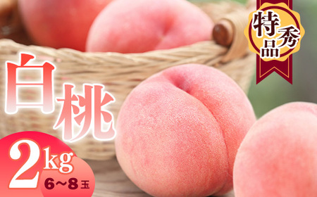 白桃 2kg 品種おまかせ （6～8玉） 特秀品 山形県産【2024年8月上旬頃～9月下旬頃発送予定】／ 果物 フルーツ 果実 産地直送 新鮮 夏 季節 東北 お取り寄せ ご当地 名産 特産 ホワイト ピーチ 果汁 芳醇 2キロ 農協 2024年産 令和6年産 もも　008-B-JA017