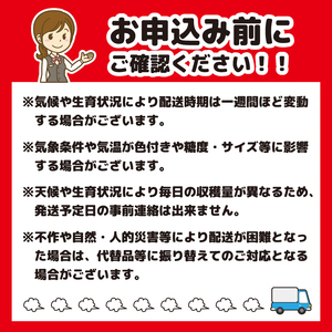 さくらんぼ 「佐藤錦」Lサイズ以上 秀品 1kg（500g×2） バラ詰め 山形県産 【2024年6月中旬頃～下旬頃発送予定】／ お取り寄せ フルーツ 果物 果実 ご当地 特産 東北 道の駅 チェリーランド さがえ ドライブ 旅行 土産 2024年産 令和6年産 1キロ　026-A-CS010｜佐藤錦佐藤錦佐藤錦佐藤錦佐藤錦佐藤錦佐藤錦佐藤錦佐藤錦佐藤錦｜