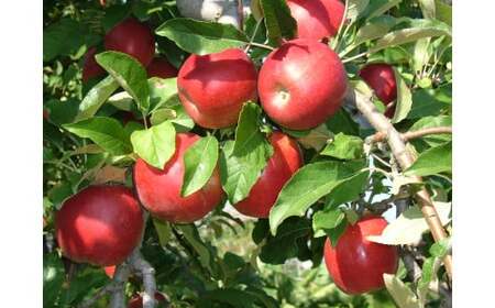 ストレート果汁100% りんごジュース 1L×6本セット(非濃縮還元)「おらほのりんごジュース」 018-G-MM042