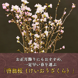 【2025年12月下旬頃発送】啓翁桜 計10本(80cm×10本)【日付指定不可】 山形県産 山形産 お取り寄せ 特産 フラワー アレンジメント 華道 生け 花 正月 新年 飾り 冬 春 雪 花見 和室 玄関 床の間 植物 観賞用 013-K-JA003