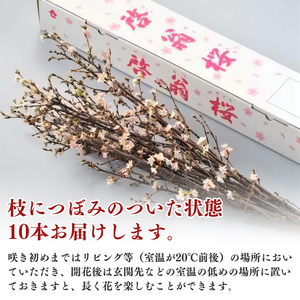 【2025年12月下旬頃発送】啓翁桜 計10本(80cm×10本)【日付指定不可】 山形県産 山形産 お取り寄せ 特産 フラワー アレンジメント 華道 生け 花 正月 新年 飾り 冬 春 雪 花見 和室 玄関 床の間 植物 観賞用 013-K-JA003