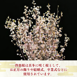 【2025年12月下旬頃発送】啓翁桜 計10本(80cm×10本)【日付指定不可】 山形県産 山形産 お取り寄せ 特産 フラワー アレンジメント 華道 生け 花 正月 新年 飾り 冬 春 雪 花見 和室 玄関 床の間 植物 観賞用 013-K-JA003
