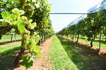 「月虎 シャルドネ」 白ワイン 辛口 (720ml×1本) 018-E-CK016