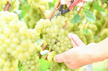 「月虎 シャルドネ」 白ワイン 辛口 (720ml×1本) 018-E-CK016