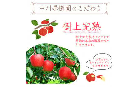 雪室りんご 5kg「樹上完熟 ふじりんご」 小玉サイズ 山形産 【2026年1月中旬頃～3月頃 発送予定】 2025年産 令和7年産 山形県　020-B-NG002