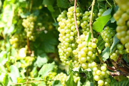 《山形県産ぶどう100%》やまがた シャルドネ スパークリング ワイン 白(750ml×2本) 020-E-CK017