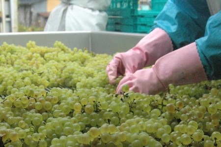 《山形県産ぶどう100%》やまがた シャルドネ スパークリング ワイン 白(750ml×2本) 020-E-CK017