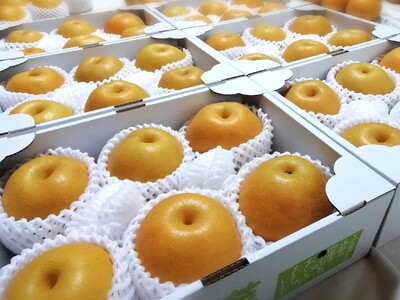 【樹上完熟】和梨「豊水」　３ｋｇ　４～９玉（直送便）　0148-2609