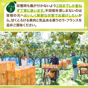 西洋梨（ラ・フランス）３ｋｇ　大玉　特秀品　贈答用　0055-2516