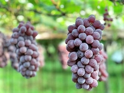 里見果樹園で採れたぶどう（キングデラ）１００％ジュース　１本　0079-2421