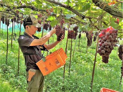 里見果樹園で採れたぶどう（キングデラ）１００％ジュース　２本　0079-2422