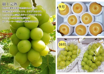 【定期便：全４回】フルーツと無農薬野菜の定期便　0148-2602