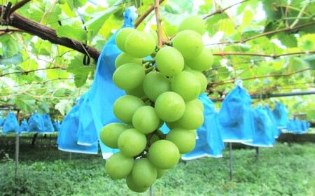 ぶどう（シャインマスカット）１.５ｋｇ　ご家庭用　0085-2602