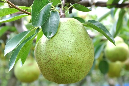 【２０２６年１２月中旬から発送】ラ・フランスジュース　４本セット　0037-2613