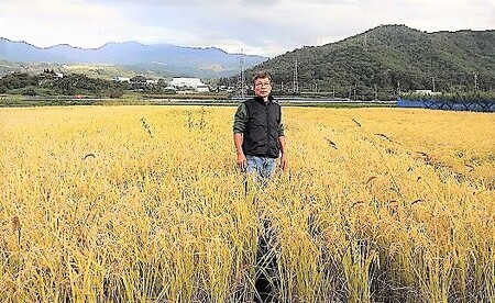 令和４年産　自然栽培１２年目のササニシキ　玄米、分づき米　５ｋｇ　0098-2203