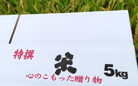 【２０２５年１０月～発送】令和７年産　自然栽培１５年目のササニシキ　玄米、分づき米　５ｋｇ　0098-2502