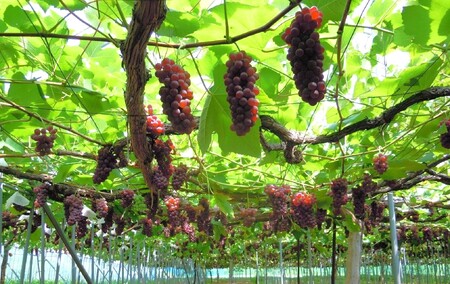 ぶどう（デラウェア）１ｋｇ　0142-2601