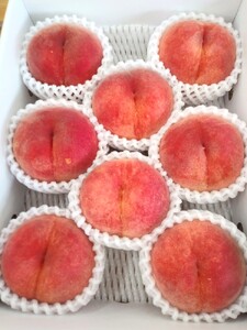 山形の旬の桃(品種おまかせ)3kg 0030-2610