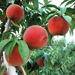 山形の旬の桃(品種おまかせ)3kg 0030-2610