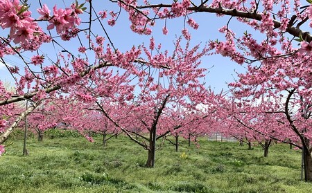 白桃（品種おまかせ）５ｋｇ　0020-2613