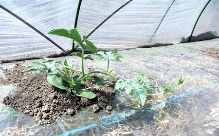 小玉すいか（ピノガール）３～６個　0030-2609