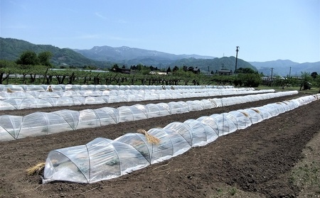 小玉すいか（ピノガール）３～６個　0030-2609