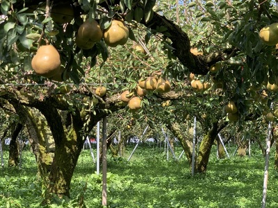 【2026年1月発送】西洋梨(ラ・フランス)3kg ご家庭用 0136-2502