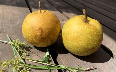 和梨(幸水または南水)2.5kg ご家庭用 0012-2611