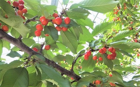 さくらんぼ（紅秀峰）５００ｇ　特秀品　化粧箱入　0056-2611