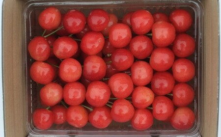 さくらんぼ（佐藤錦）５００ｇ　手詰め　0112-2610