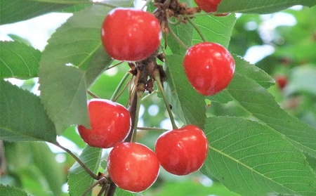 さくらんぼ（佐藤錦）５００ｇ　手詰め　0112-2610