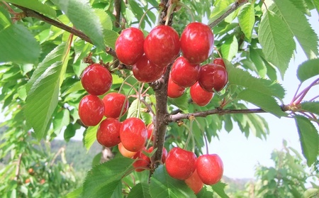 さくらんぼ（佐藤錦）５００ｇ　２Ｌサイズ　0112-2611