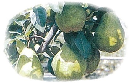 西洋梨（シルバーベル）５ｋｇ　８～１２玉　ご家庭用　0042-2611