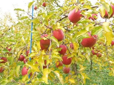 【２０２６年１月から発送】りんご（葉とらずサンふじ）５ｋｇ　ご家庭用　0075-2515