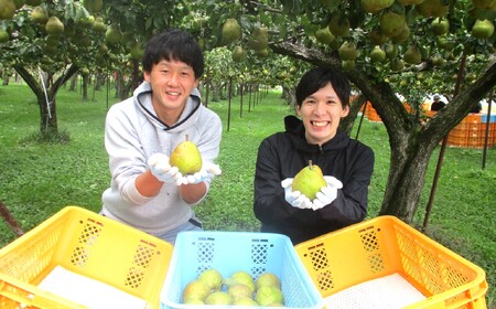 西洋梨（ラ・フランス）３ｋｇ　ご家庭用　0025-2616