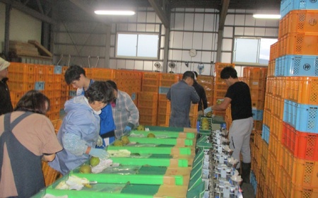 西洋梨（ラ・フランス）３ｋｇ　ご家庭用　0025-2616