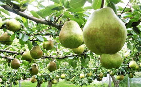 西洋梨（ラ・フランス）３ｋｇ　ご家庭用　0025-2616