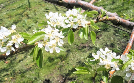 西洋梨（ラ・フランス）３ｋｇ　ご家庭用　0025-2616