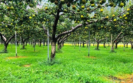 西洋梨(ラ・フランス)3.4kg ご家庭用 0078-2505