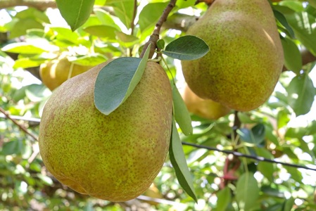 西洋梨(ラ・フランス)3.4kg ご家庭用 0078-2505